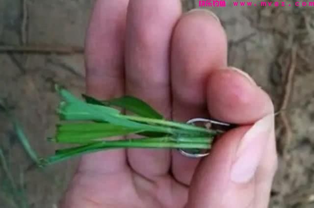 谁说大草鱼难钓？从四个方面探究，分享三种钓法(图17)