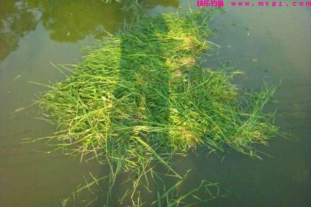 谁说大草鱼难钓？从四个方面探究，分享三种钓法(图16)