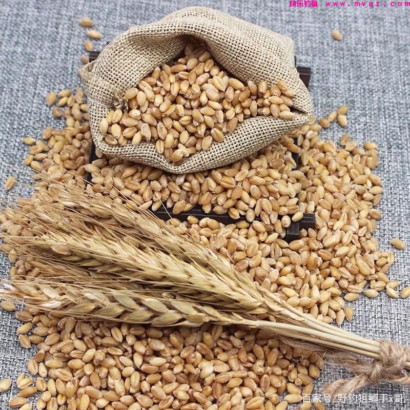 清明过后钓草鱼！这些自制饵更胜商品饵！(图9)