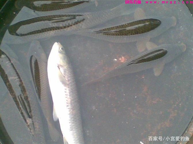 春季这么钓草鱼，看完不上鱼都难(图6)