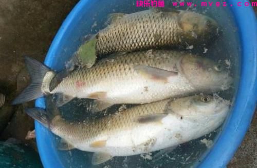 钓草鱼只要露几手高招，不管春季还是夏季都有鱼吃！(图3)