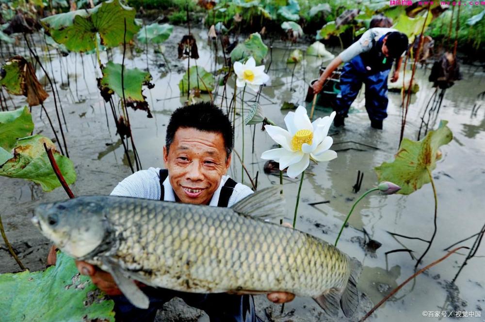 春季草鱼真难钓吗？详细告诉你春天怎样钓大草鱼(图1)