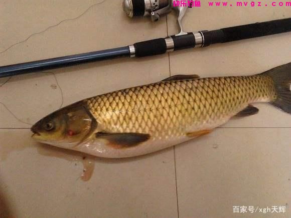如何在各种钓场-钓草鱼(图1)