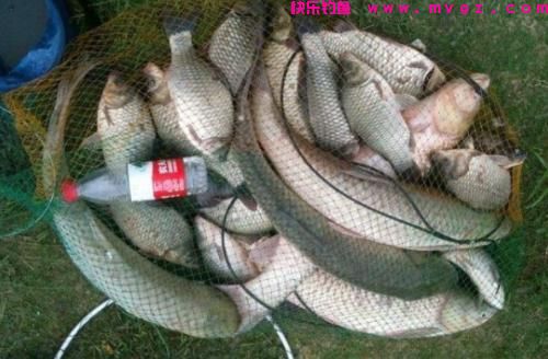 冬季不想收竿的大草鱼玩法，巨物来多少就能钓多少！(图3)