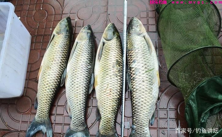 钓草鱼实在太简单，用嫩玉米粒就能连杆上，只因用上了这几个狠招(图4)