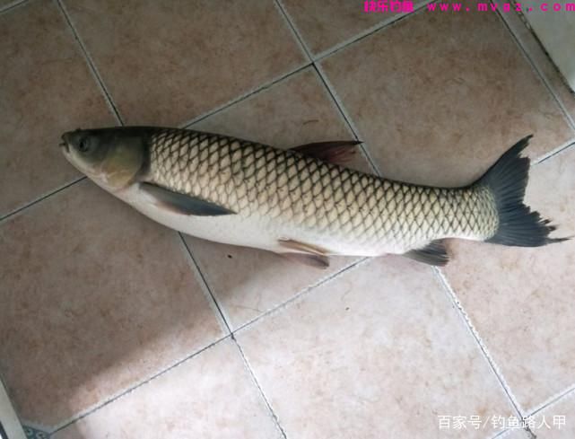 钓草鱼还要到处拜师？用心记牢这几招，小白也能弯弓上大草(图3)
