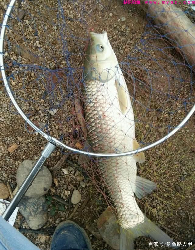 钓草鱼还要到处拜师？用心记牢这几招，小白也能弯弓上大草(图5)