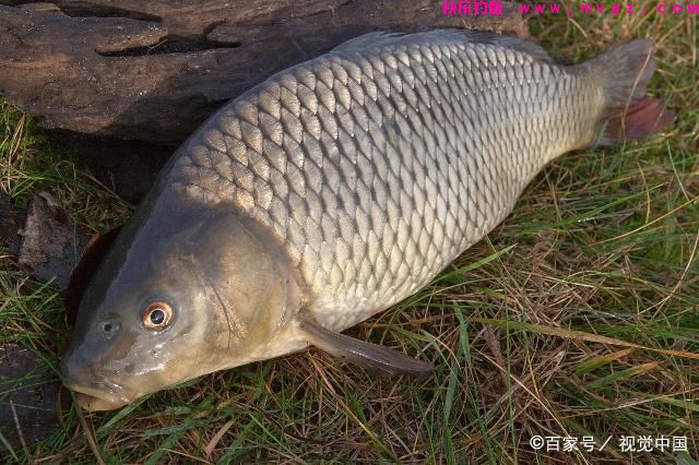 不打窝的草鱼钓法，“人找鱼”技巧，教你如何收获大草鱼(图1)