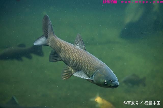 不打窝的草鱼钓法，“人找鱼”技巧，教你如何收获大草鱼(图4)