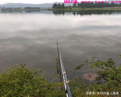 夏季用好玉米，野钓也能上草鱼和鲤鱼，浅谈用玉米野钓的3大技巧(图1)