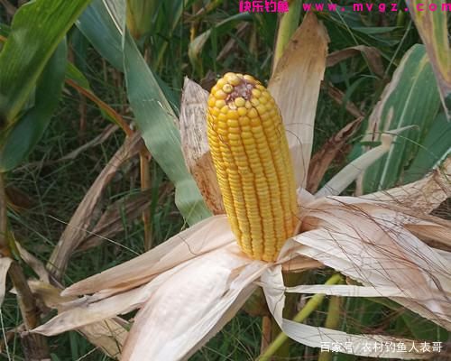 夏季用好玉米，野钓也能上草鱼和鲤鱼，浅谈用玉米野钓的3大技巧(图3)