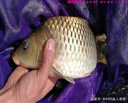 夏季用好玉米，野钓也能上草鱼和鲤鱼，浅谈用玉米野钓的3大技巧(图5)