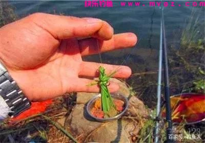 钓草鱼时，五种草料饵的装钩方法(图3)