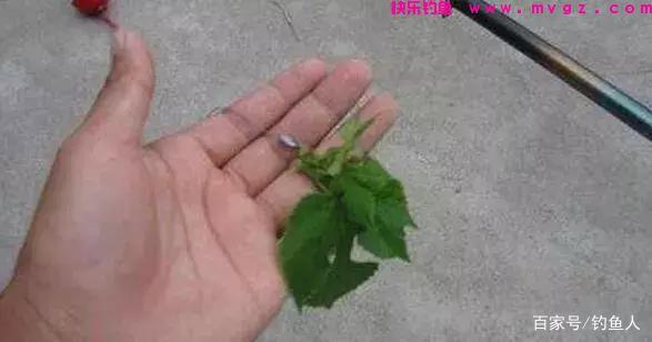钓草鱼时，五种草料饵的装钩方法(图6)