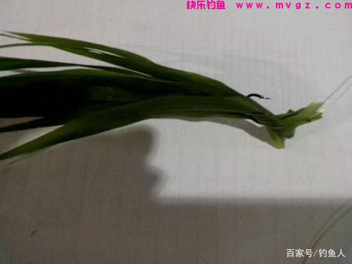 钓草鱼时，五种草料饵的装钩方法(图2)