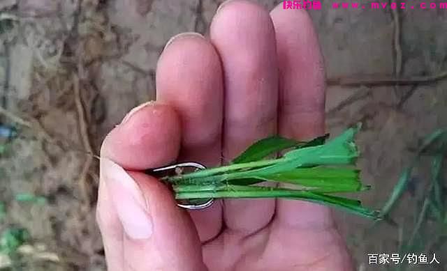 钓草鱼时，五种草料饵的装钩方法(图5)