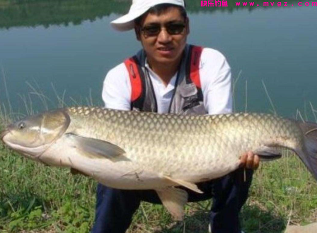 夏季垂钓青鱼、草鱼之我见，希望这些小技巧，可以帮助到大家(图3)
