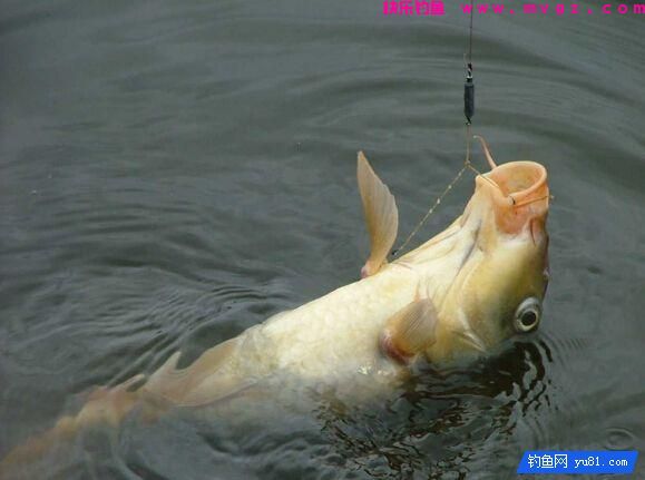 鲤鱼的藏身之处！钓鱼新手你得看看(图3)