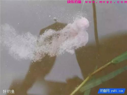 雪花粉有什么用？这些开饵技巧助你大鲫大鲤(图4)