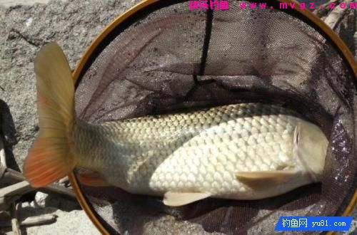 这款鲤鱼窝料适合湖泊水库等水深野钓(图1)