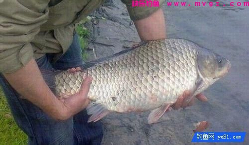 这款鲤鱼窝料适合湖泊水库等水深野钓(图3)