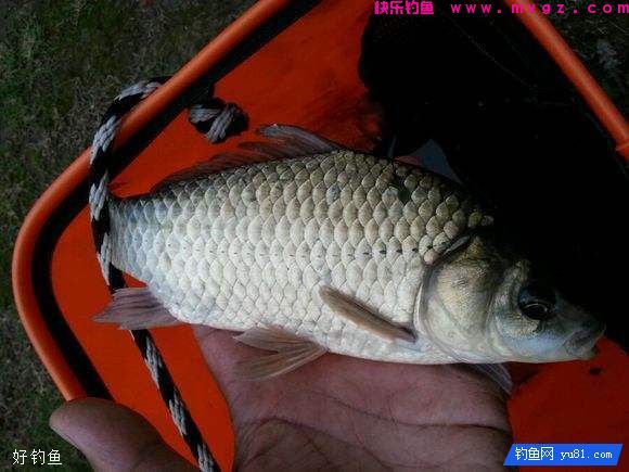 鲫鱼鲤鱼饵料配方分享，冬天商品饵也能爆护(图4)