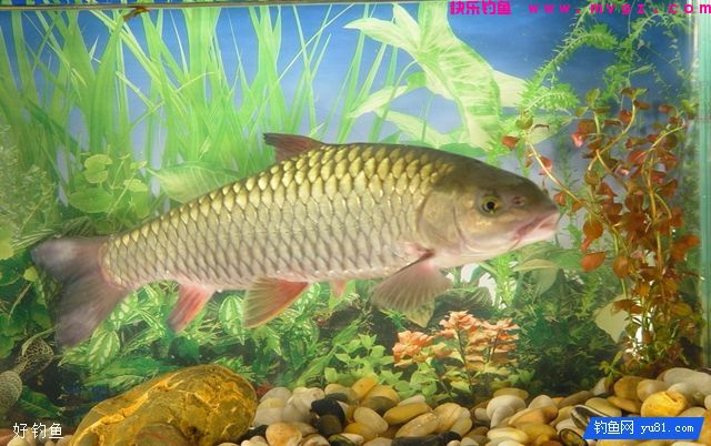 钓鲤鱼、草鱼及鲢鳙的打窝料使用技巧(图1)