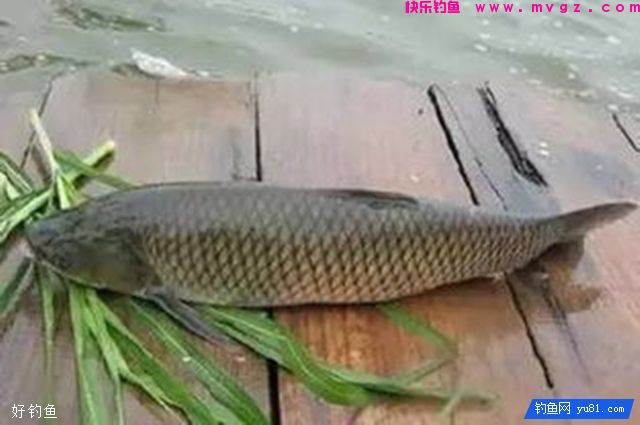 钓鲤鱼、草鱼及鲢鳙的打窝料使用技巧(图2)