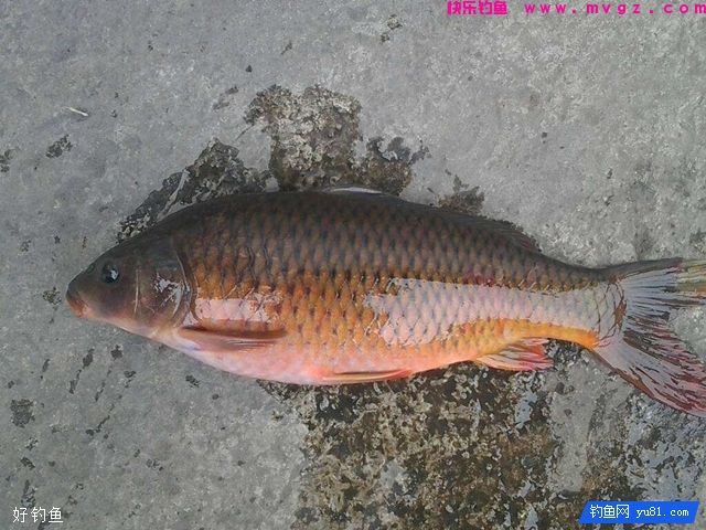 秋季钓鲤鱼的饵料选择及用饵技巧(图2)