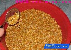揭秘玉米钓鱼技巧之为何玉米如石沉大海？(图1)