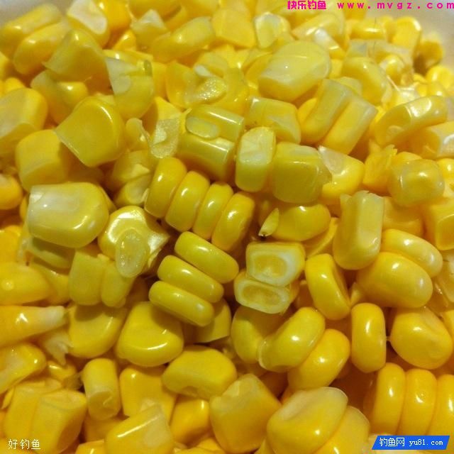 揭秘玉米钓鱼技巧之为何玉米如石沉大海？(图2)