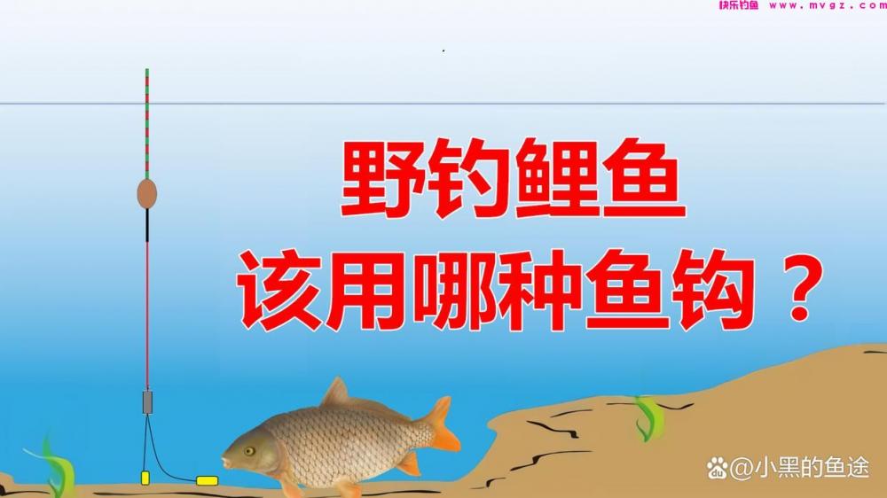 野钓鲤鱼用哪种鱼钩？大小、钩型详细讲解，新手用对很重要(图1)