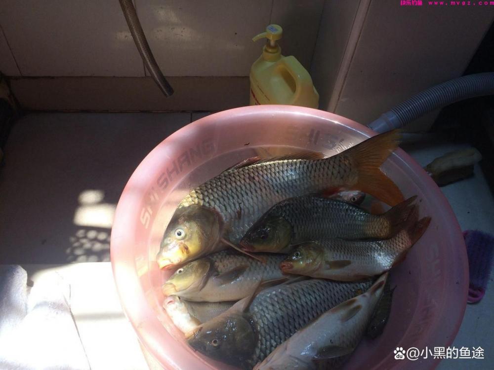 野钓鲤鱼用哪种鱼钩？大小、钩型详细讲解，新手用对很重要(图3)