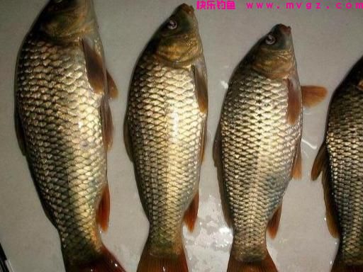 春钓鲤鱼时，这3招不得不知，真的很有效，不信你就试一试？(图3)