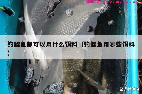 钓鲤鱼都可以用什么饵料（钓鲤鱼用哪些饵料）(图1)