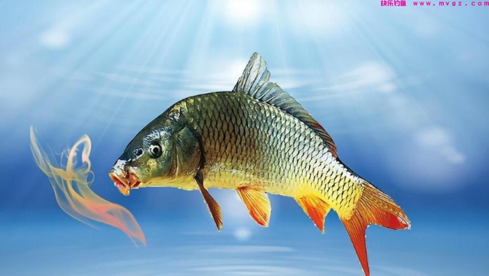 在春季想钓好鲤鱼，饵料中需添加这4种成分，还要注意这3点(图2)