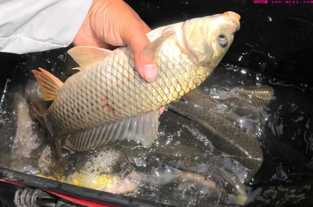 野钓鲤鱼，水里有鱼却不开口？原因可能是这6点造成的(图3)