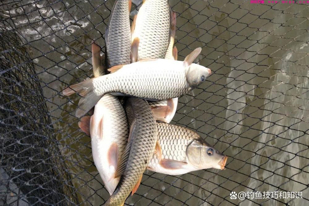 如何钓鲤鱼黑坑的疗养鱼？疗养鱼的4个典型特征(图5)