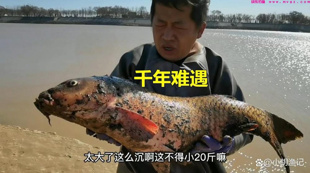 晚春野钓鲤鱼，这三个知识点要牢记，看完小白也能连竿上大鲤！(图9)