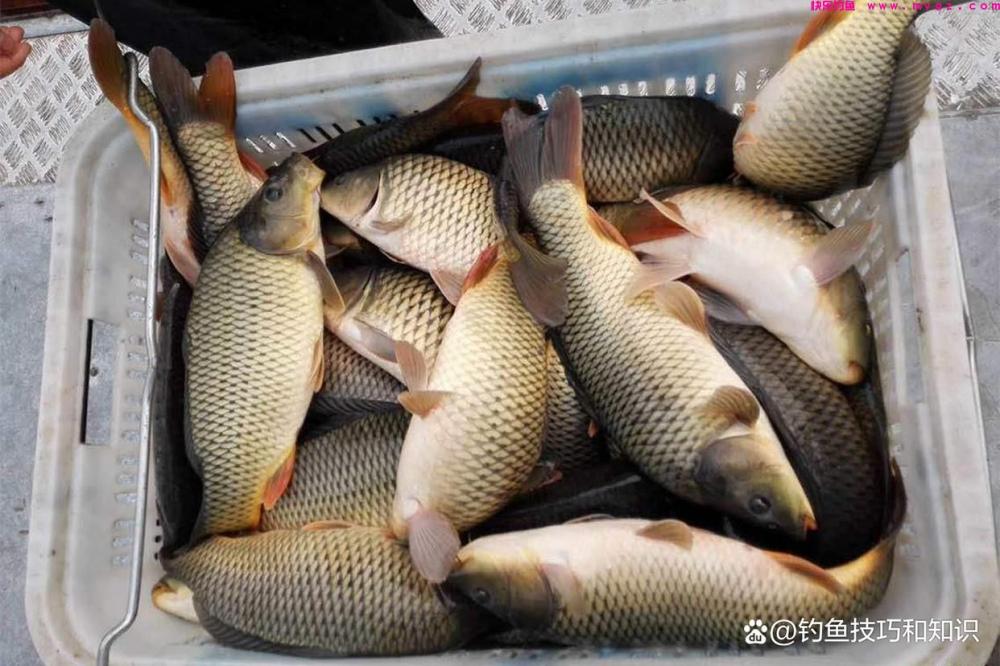 4月份钓鲤鱼,一天换4次钓点,全天不停口(图5) 4月份钓鲤鱼,一天换4次钓点,全天不停口(图5)