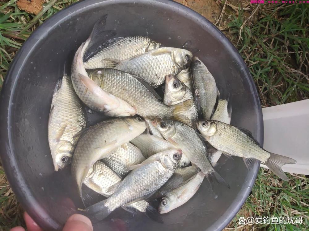 清明节前好不好钓鲤鱼？(图7)