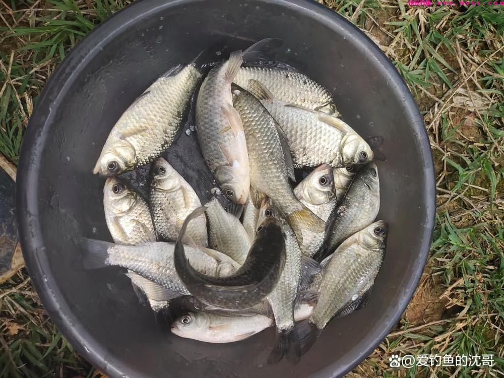 清明节前好不好钓鲤鱼？(图8)