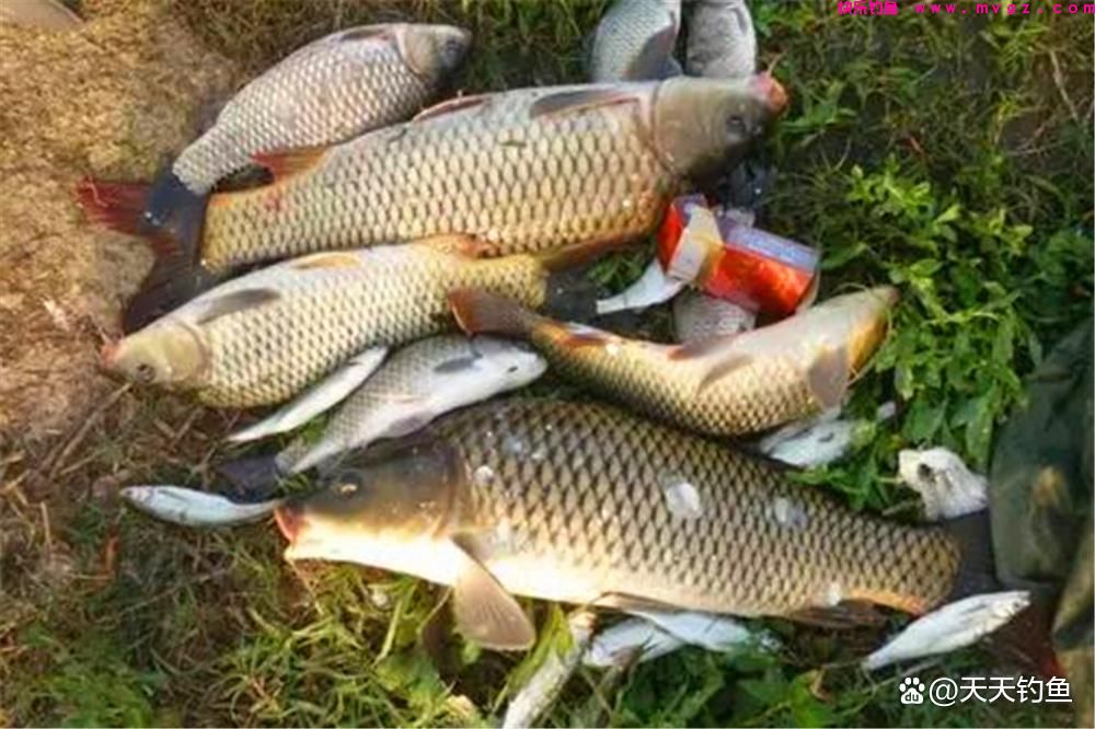 野钓鲤鱼，打窝方法做个变化，聚鱼效果翻倍(图1)