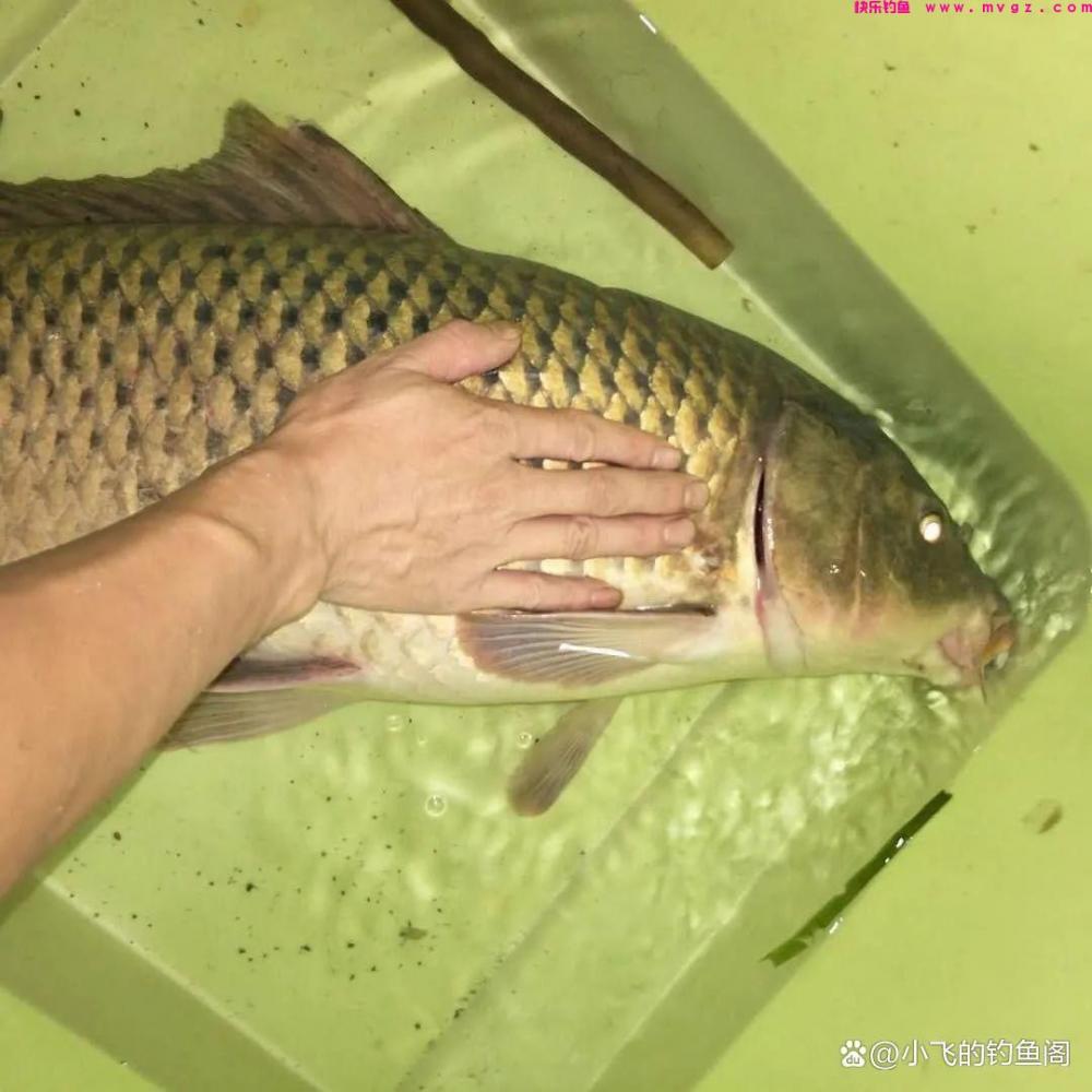 钓鲤鱼只学这2种调漂方法,不谈灵钝,能上鱼才是王道!(图4) 钓鲤鱼只学这2种调漂方法,不谈灵钝,能上鱼才是王道!(图4)