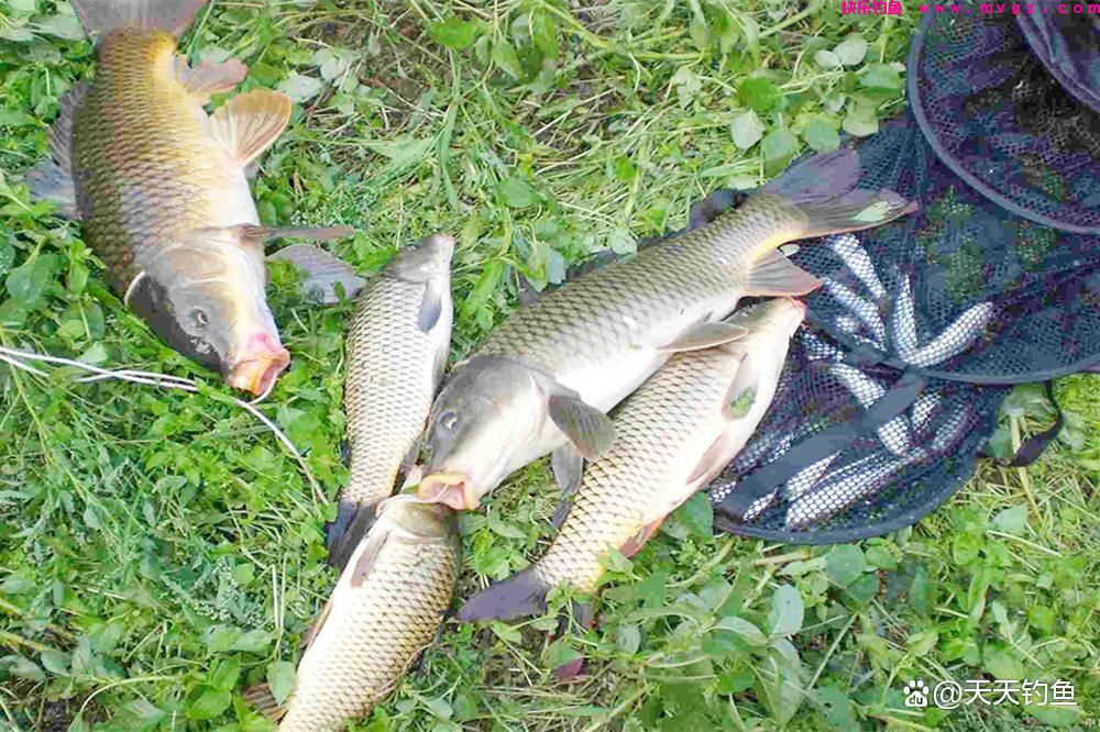 野钓鲤鱼，3个“独有”绝杀技巧，跟钓其他鱼完全不同(图1)