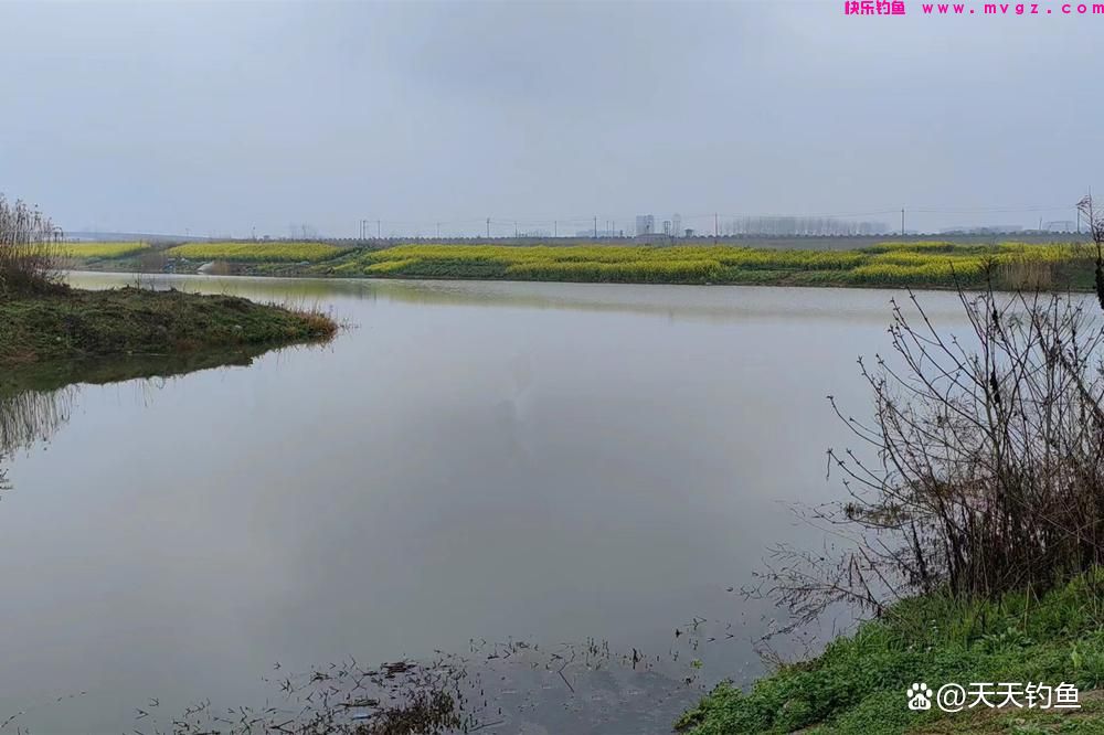 野钓鲤鱼，3个“独有”绝杀技巧，跟钓其他鱼完全不同(图4)