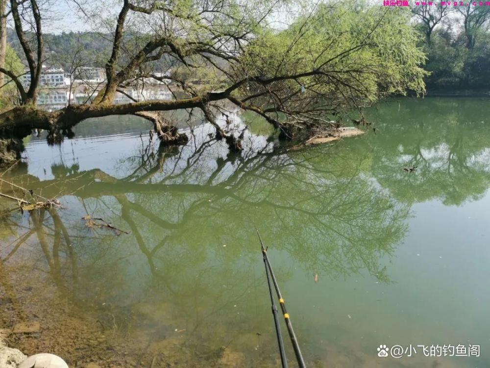 春季钓鲤鱼怎么总空军？恐怕是选错了水深，才错过了鱼！(图4)