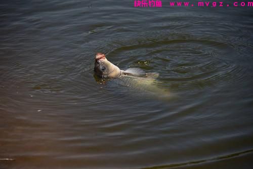 春钓鲤鱼时，这3招不得不知，真的很有效，不信你就试一试？(图1)