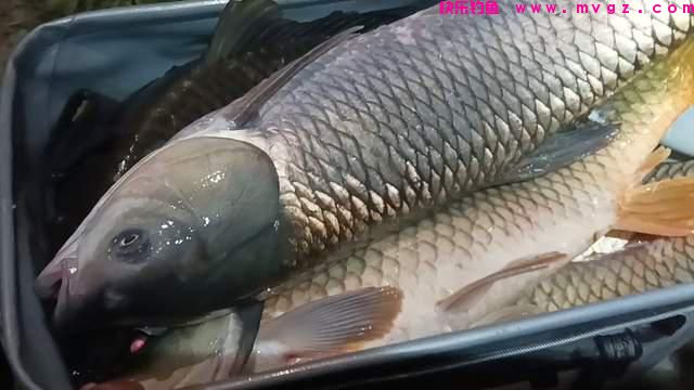 冬季野钓鲤鱼攻略，一条就爆护，得找准地方(图4)