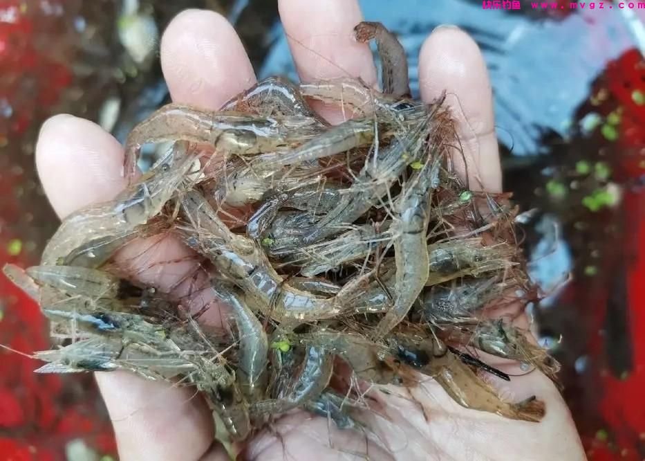 野钓鲤鱼，5种好用的钓饵，鲤鱼再狡猾也能钓到(图3)